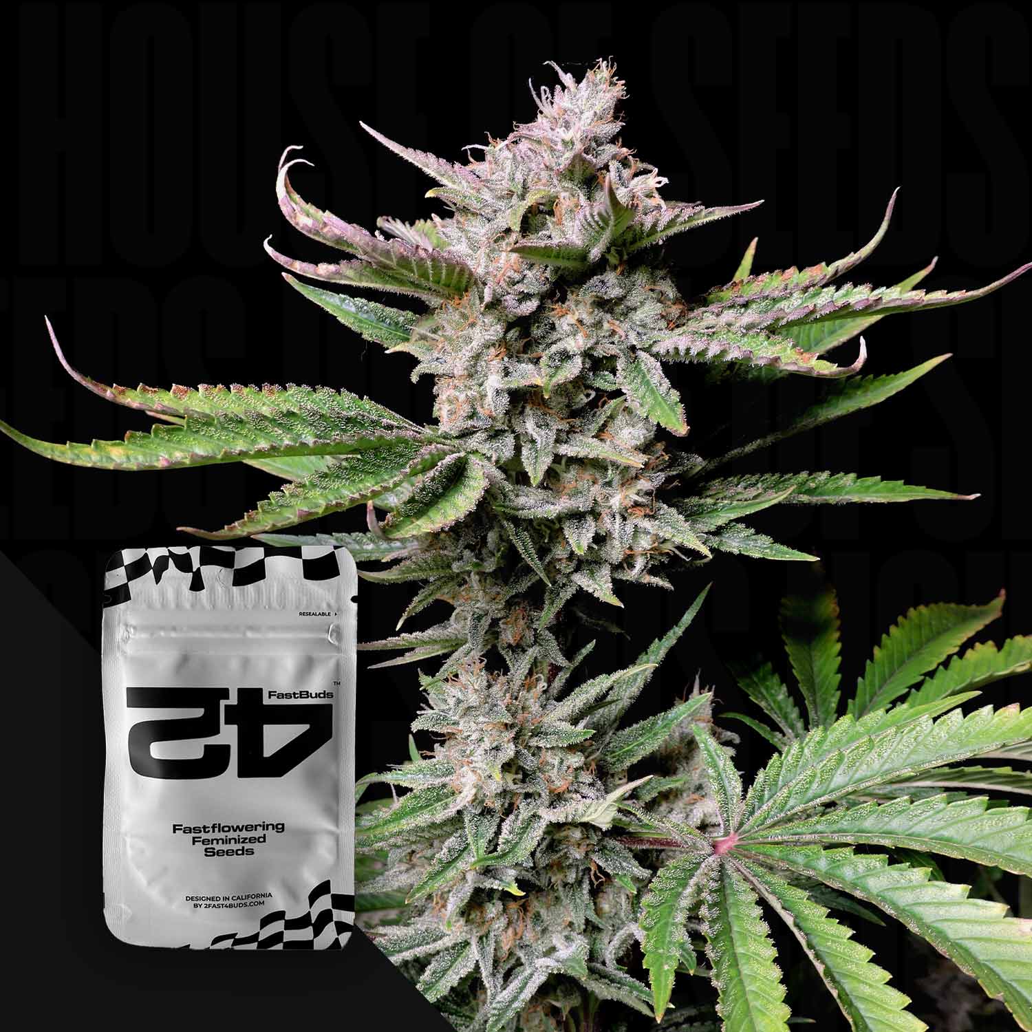 Cherry Cola Auto von 420 Fast Buds – feminisierte Autoflower-Samen neben blühender, frostiger Cannabispflanze