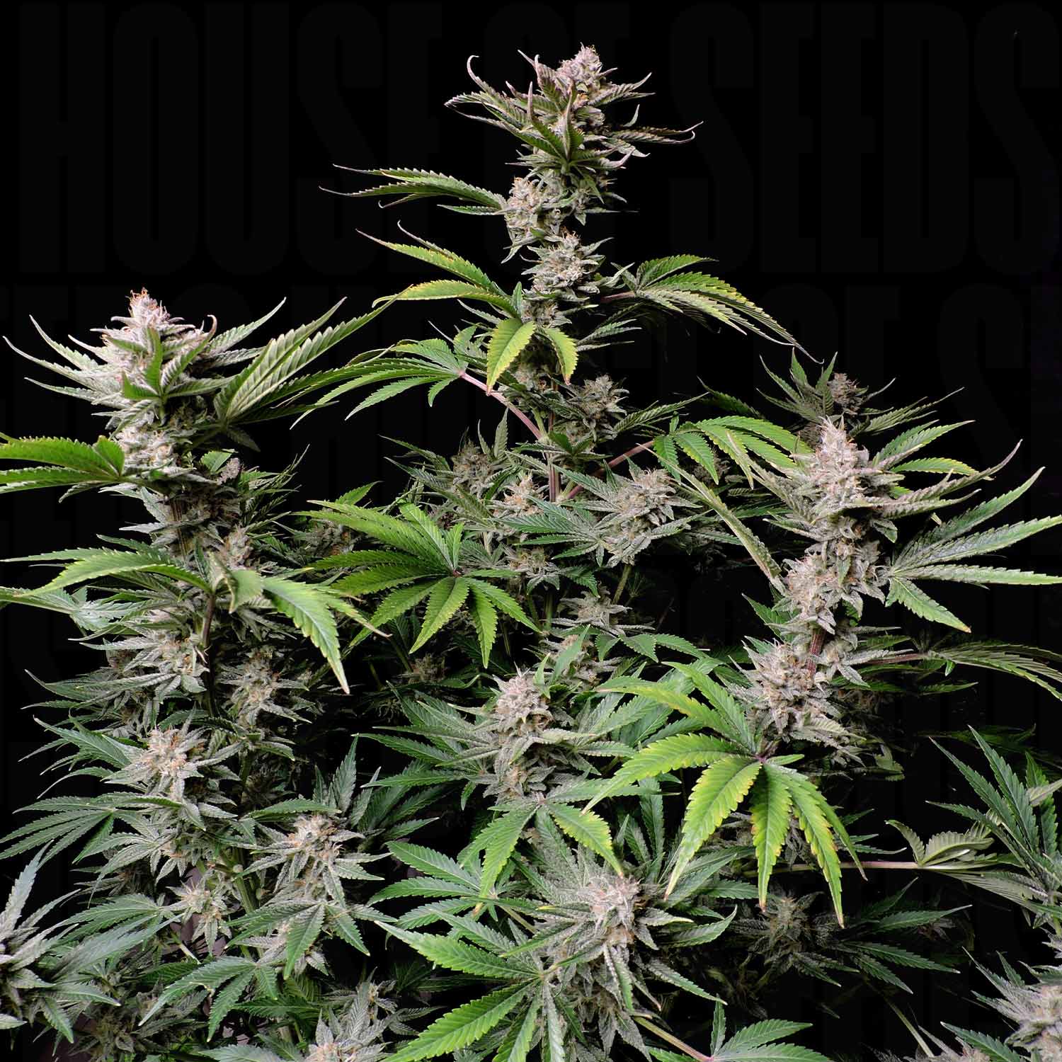 Reife Cannabispflanze Cherry Cola Auto von 420 Fast Buds mit süßen, frostigen Buds vor schwarzem Hintergrund