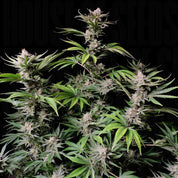 Reife Cannabispflanze Cherry Cola Auto von 420 Fast Buds mit süßen, frostigen Buds vor schwarzem Hintergrund