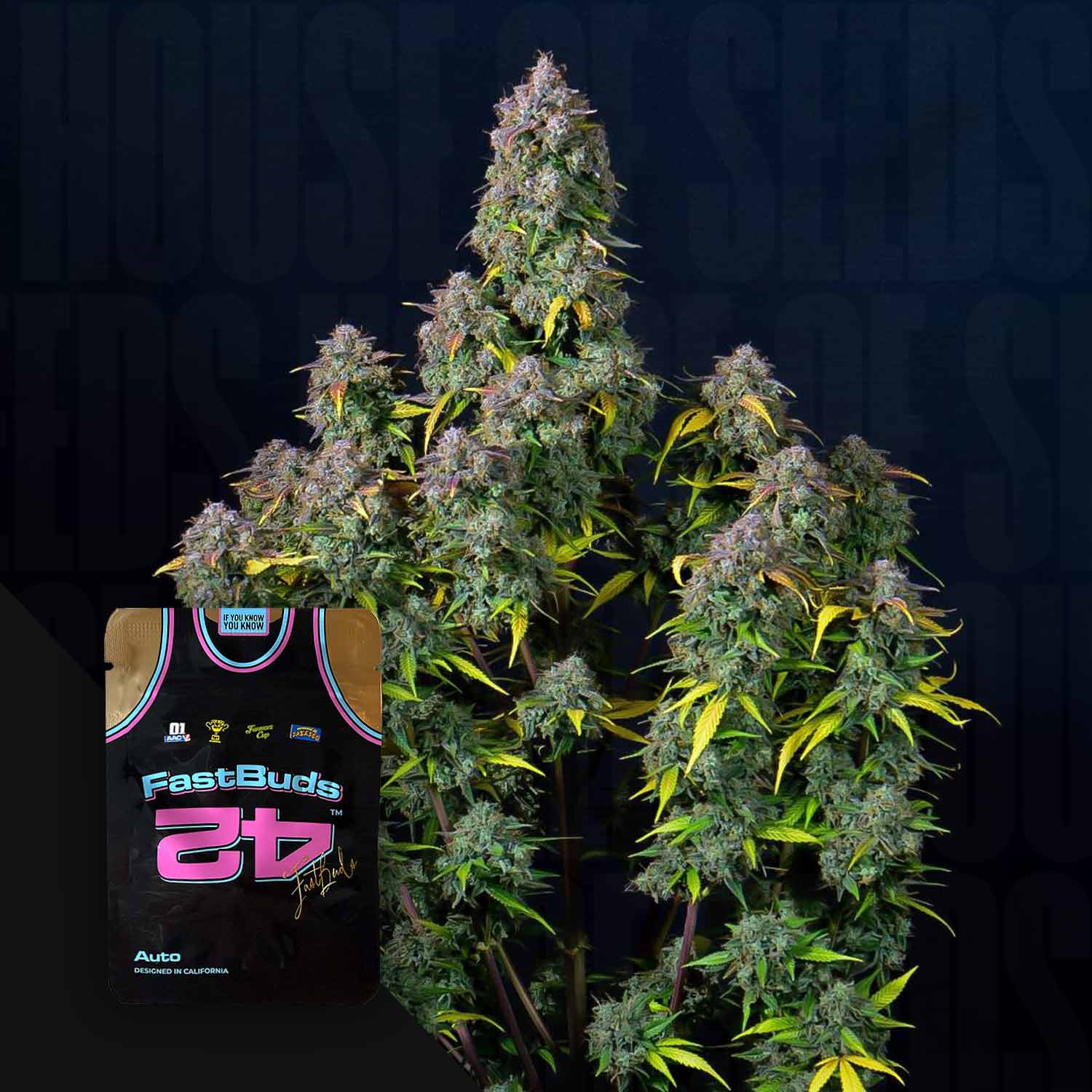 Eine hohe Cream Cookies Auto-Pflanze mit dichten Knospen steht neben einem 420 Fast Buds Basketballtrikot.