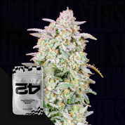 Forbidden Runtz Auto