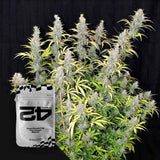 G14 Auto