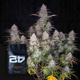 Green Crack Auto