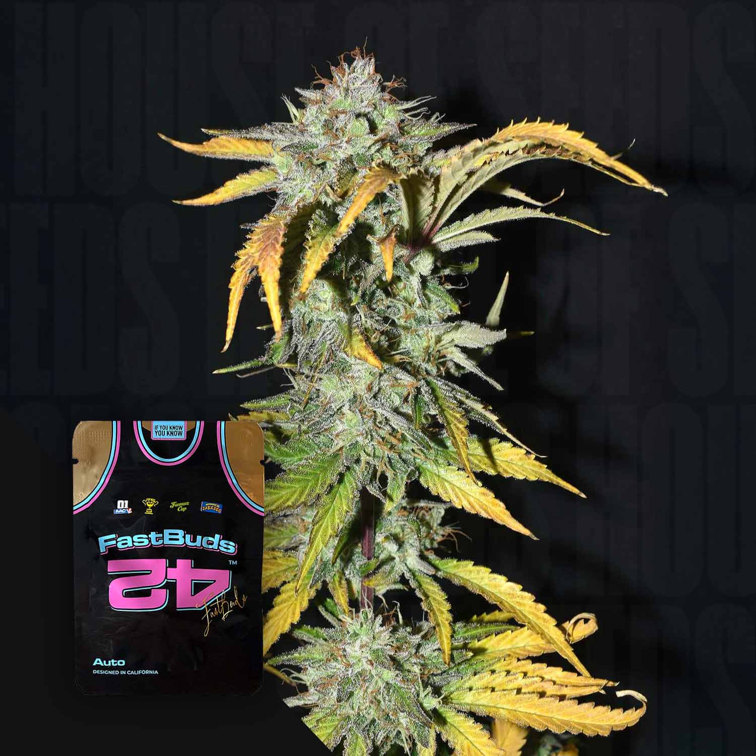 Grapefruit Auto von 420 Fast Buds: dichte Knospen, gelb-grüne Blätter, neben einem gebrandeten Trikot.