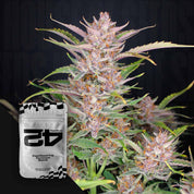 Gorilla Punch Auto