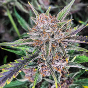 Gorilla Punch Auto