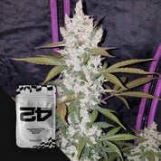 Girl Scout Cookies Auto