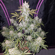 Girl Scout Cookies Auto