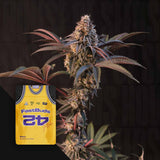 Lemon Cherry Runtz FEM