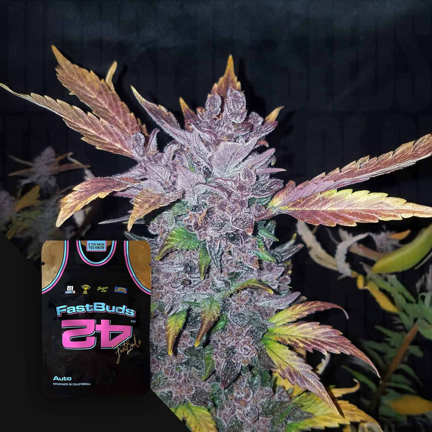 thc plant seeds 420 Fast Buds 