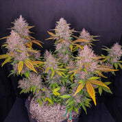 LSD-25 Auto