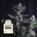 Lemon Tree Auto