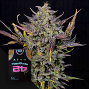 Nahaufnahme eines Werks von Mexican Airlines Auto neben einem Basketballtrikot der 420 Fast Buds.