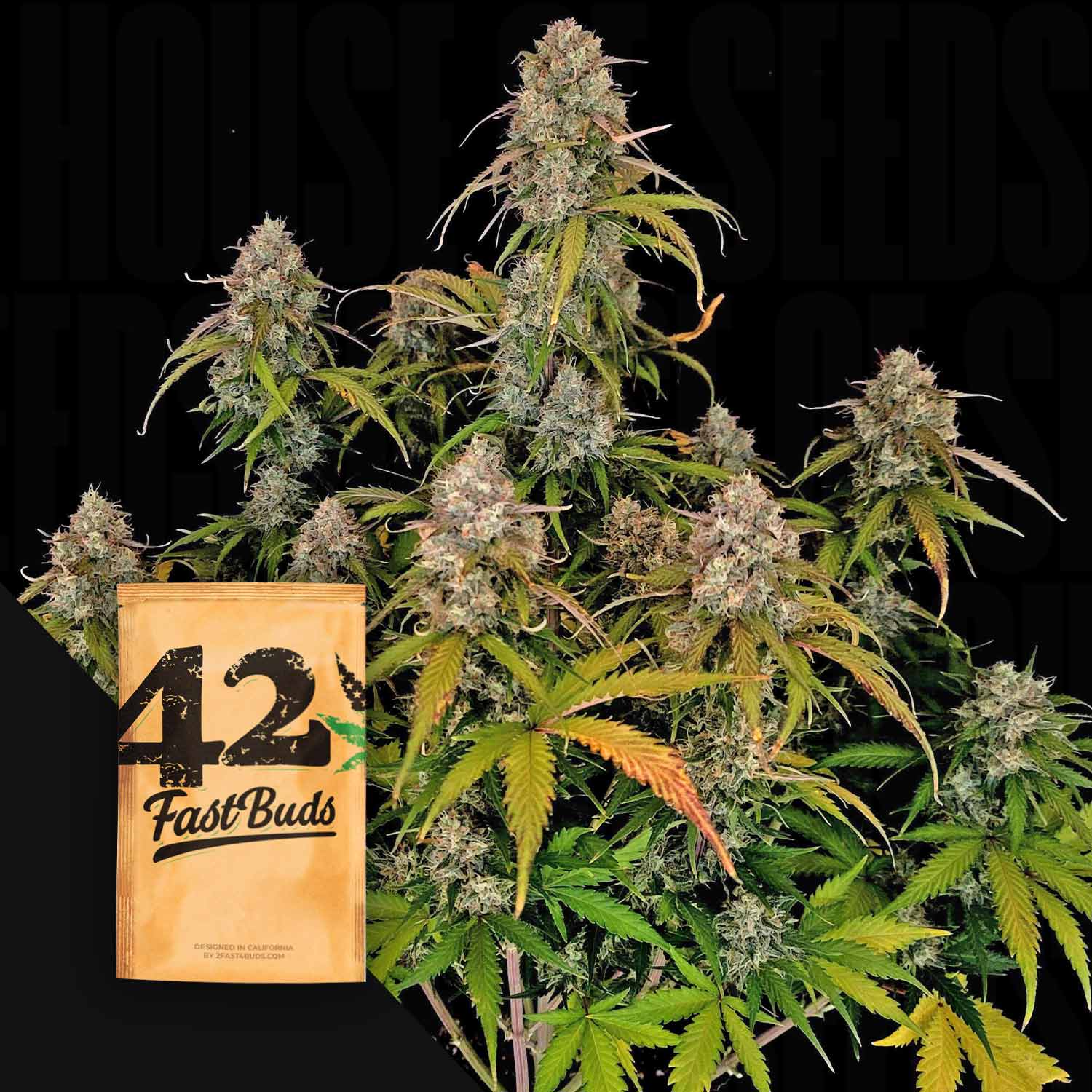 Reife Original Auto Chemdawg-Pflanze mit dichten Knospen und einem 420 Fast Buds-Samenpaket im Vordergrund.