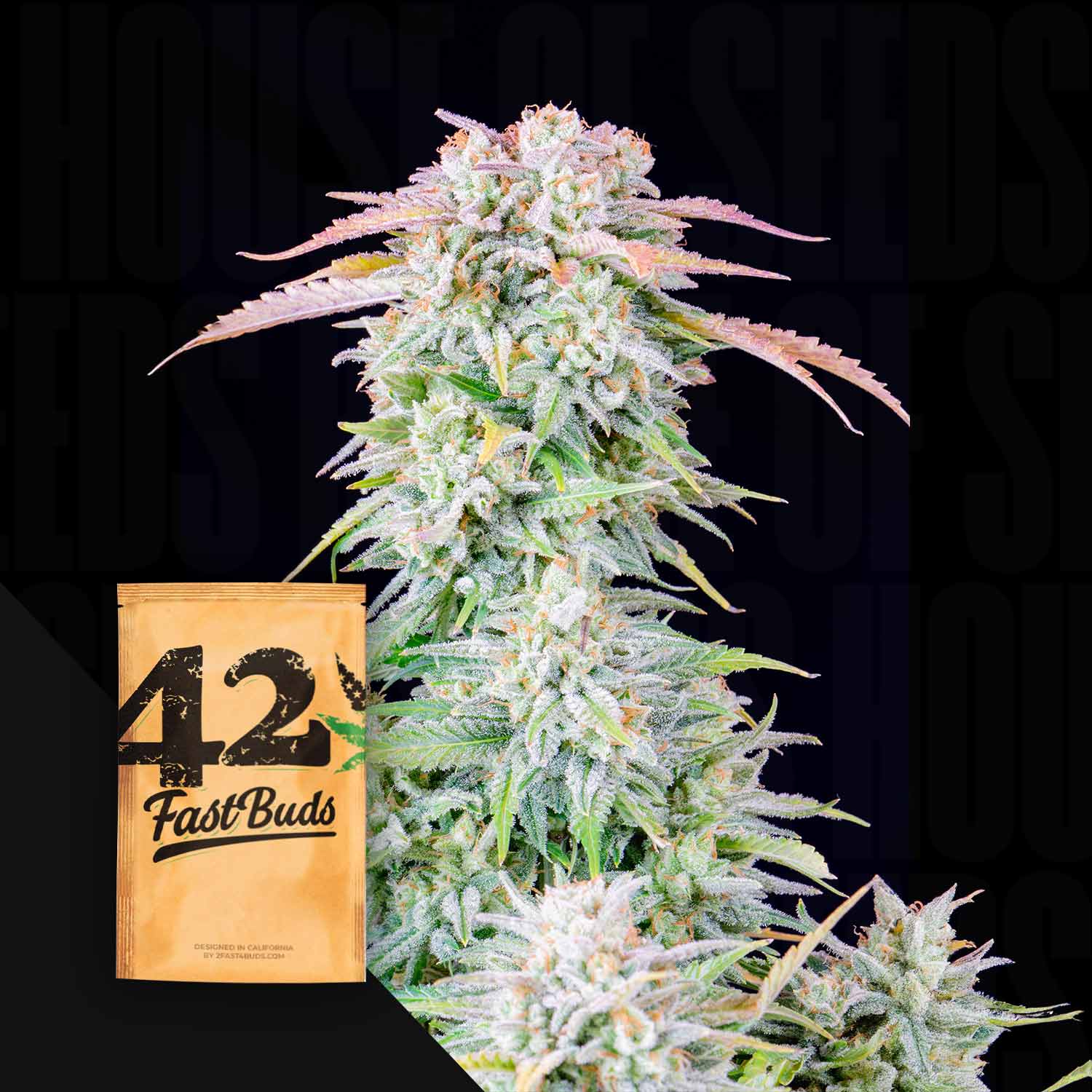 afghan hash plant seeds 420 Fast Buds "Original Auto Afghan Kush"