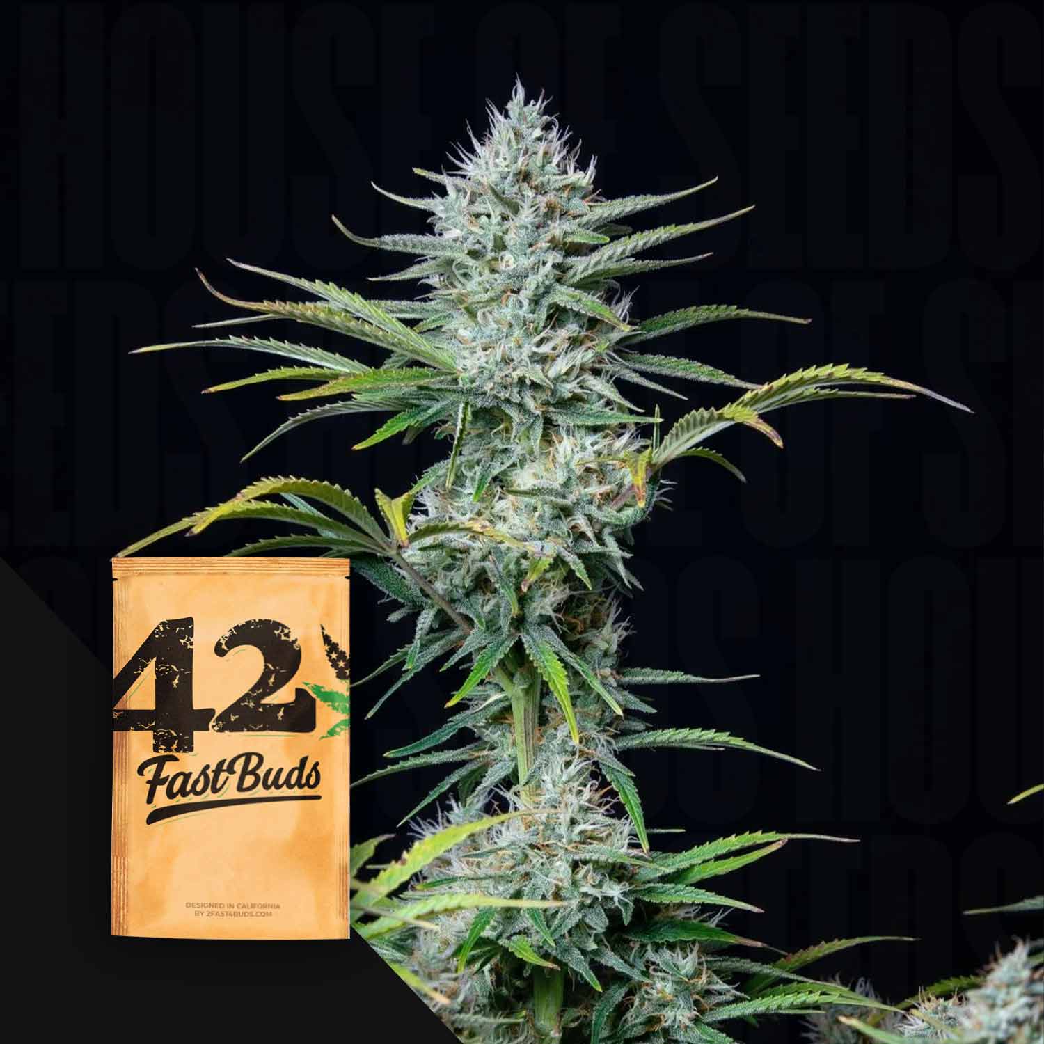 Original Auto White Widow Cannabis Samen von 420 Fast Buds kaufen – House  of Seeds