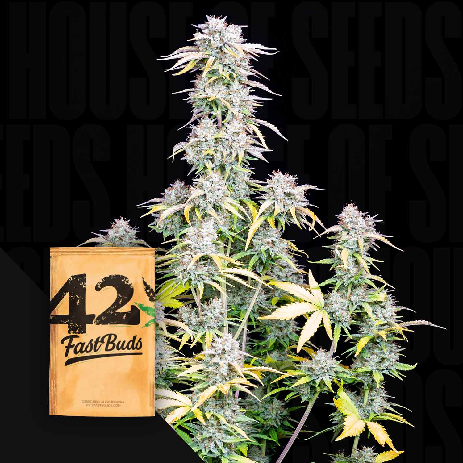 auto flower seeds california 420 Fast Buds 