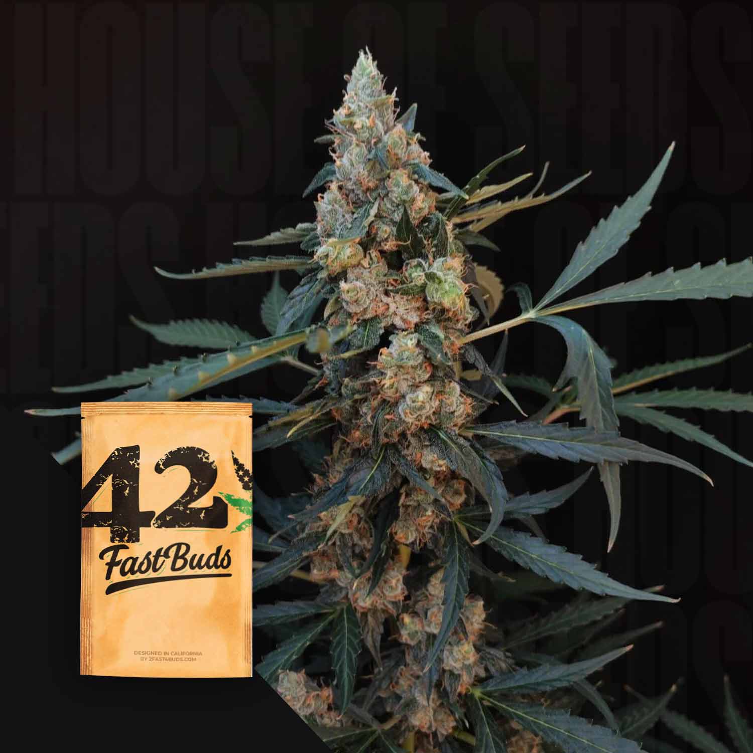 420 Fast Buds 