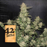 Original Auto OG Kush