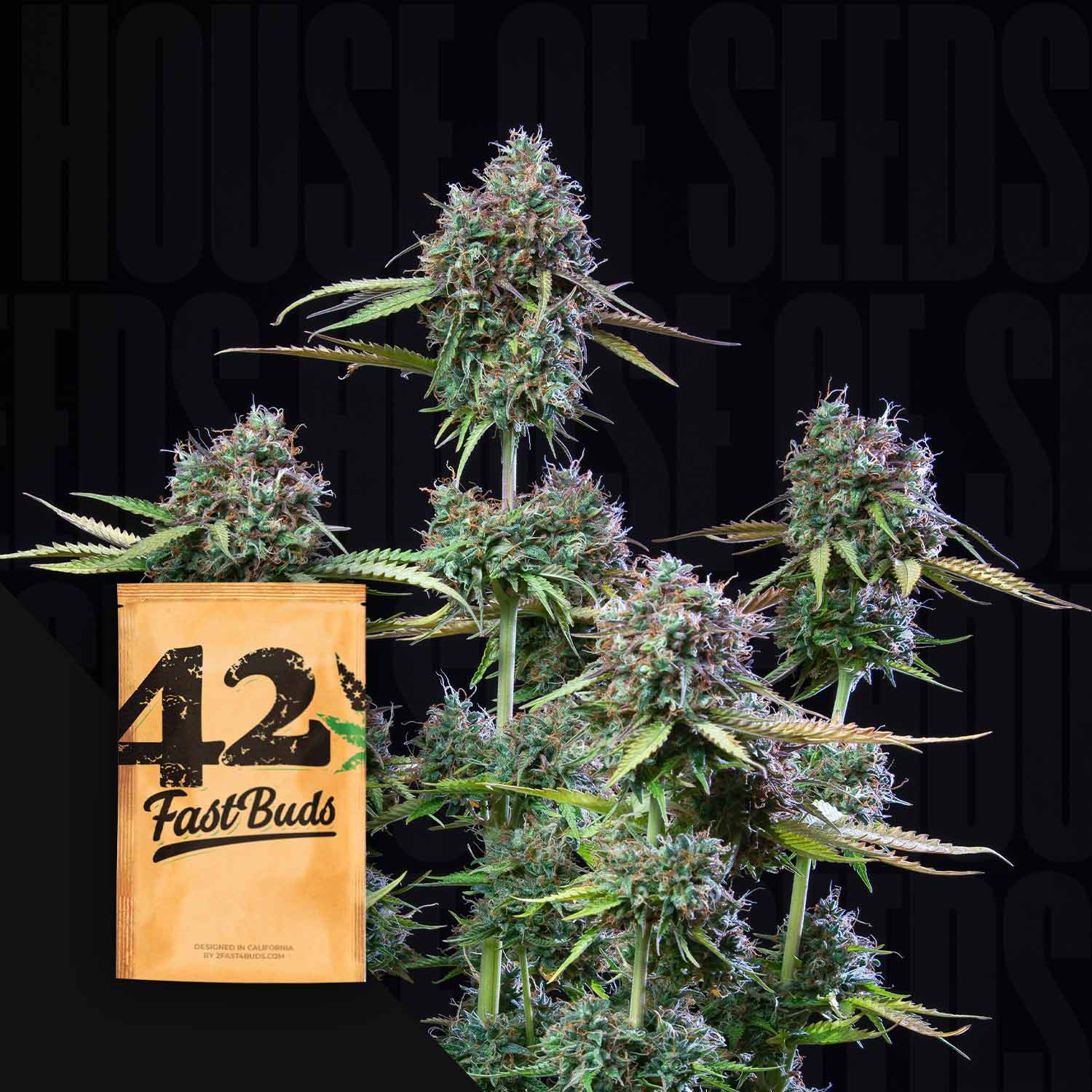 fast auto flower seeds 420 Fast Buds "Original Auto Trainwreck"