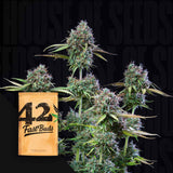 Original Auto Trainwreck
