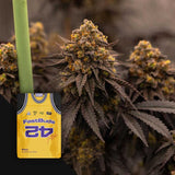 Purple Lemonade FF