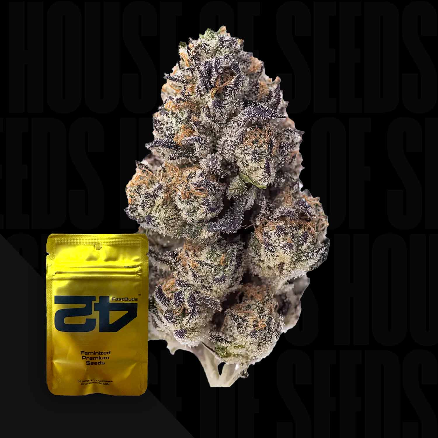 Eine frostige Papaya Sherbet Knospe von 420 Fast Buds neben einer gelben Feminized Premium Seeds Packung auf dunklem Hintergrund.