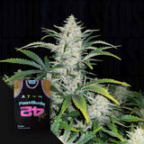 Rhino Ryder Auto