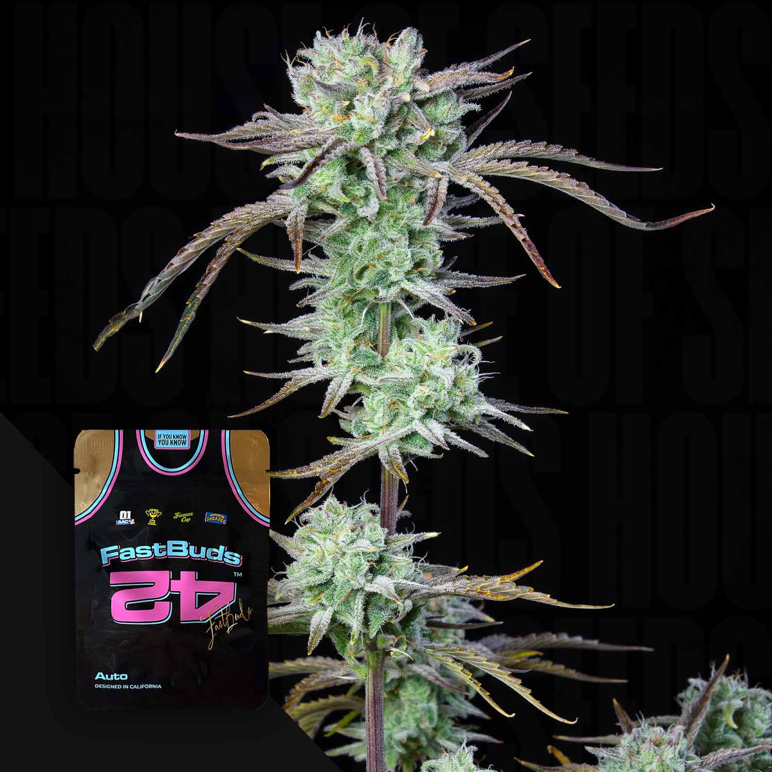 strawberry banana auto seeds 420 Fast Buds "Strawberry Banana Auto"