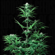 Strawberry Banana Auto