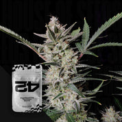 Strawberry Gorilla Auto