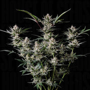 Strawberry Gorilla Auto