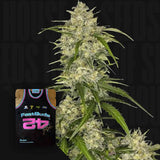 Sour Jealousy Auto