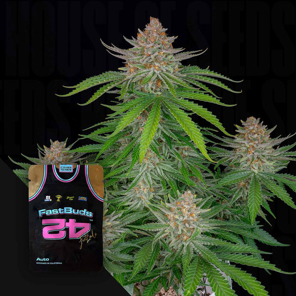 strawberry pie auto seeds 420 Fast Buds "Strawberry Pie Auto"