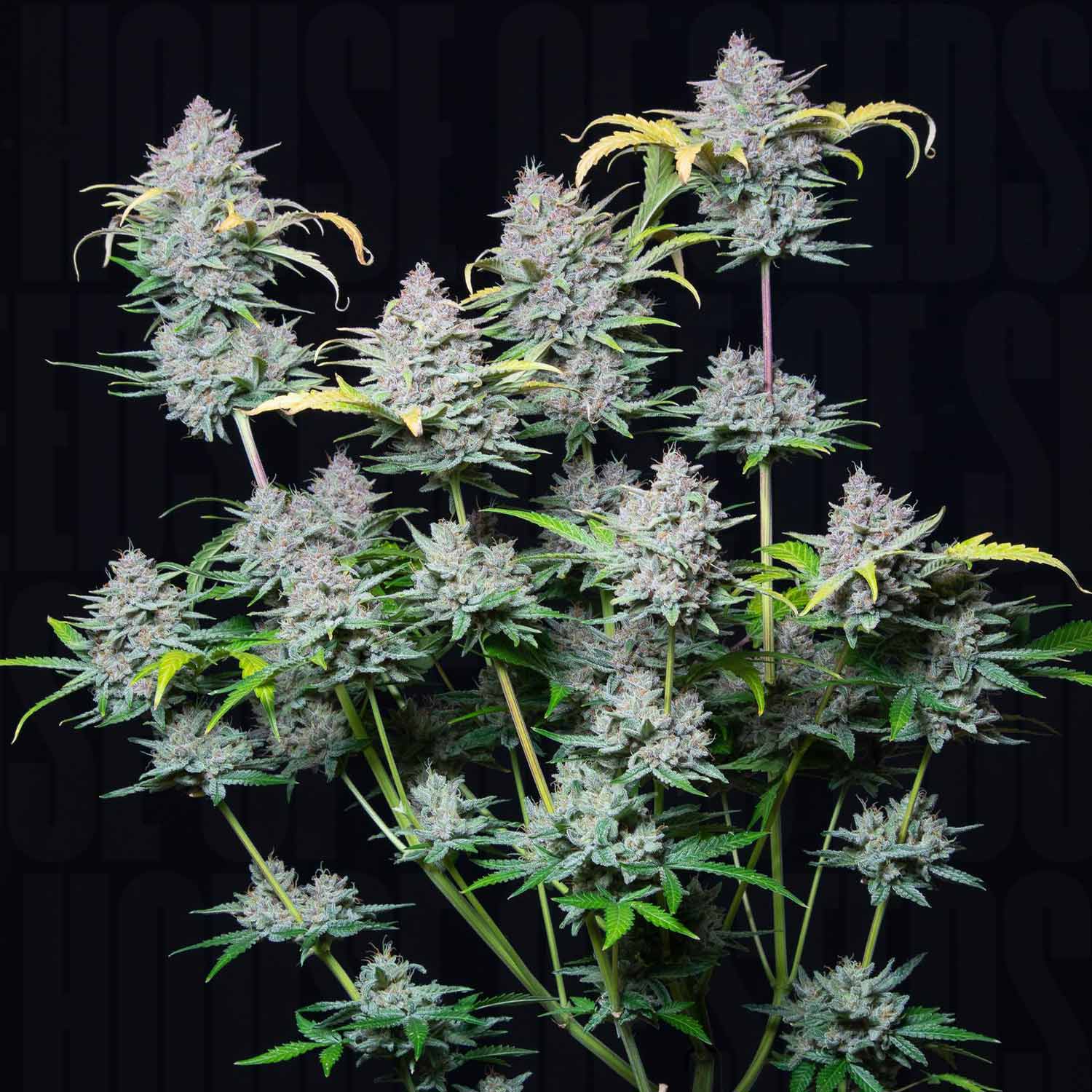 strawberry pie seeds 420 Fast Buds "Strawberry Pie Auto"