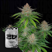 Strawberry Pie Auto