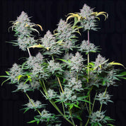 Strawberry Pie Auto