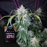 Tangie Auto
