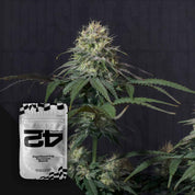 Tropicana Cookies FF