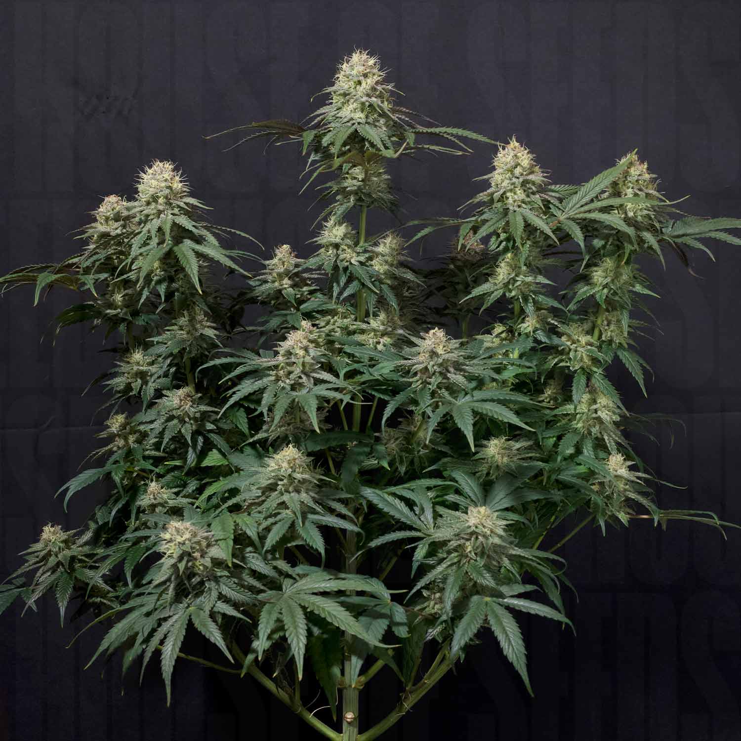 Tropicana Cookies FF