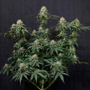 Tropicana Cookies FF