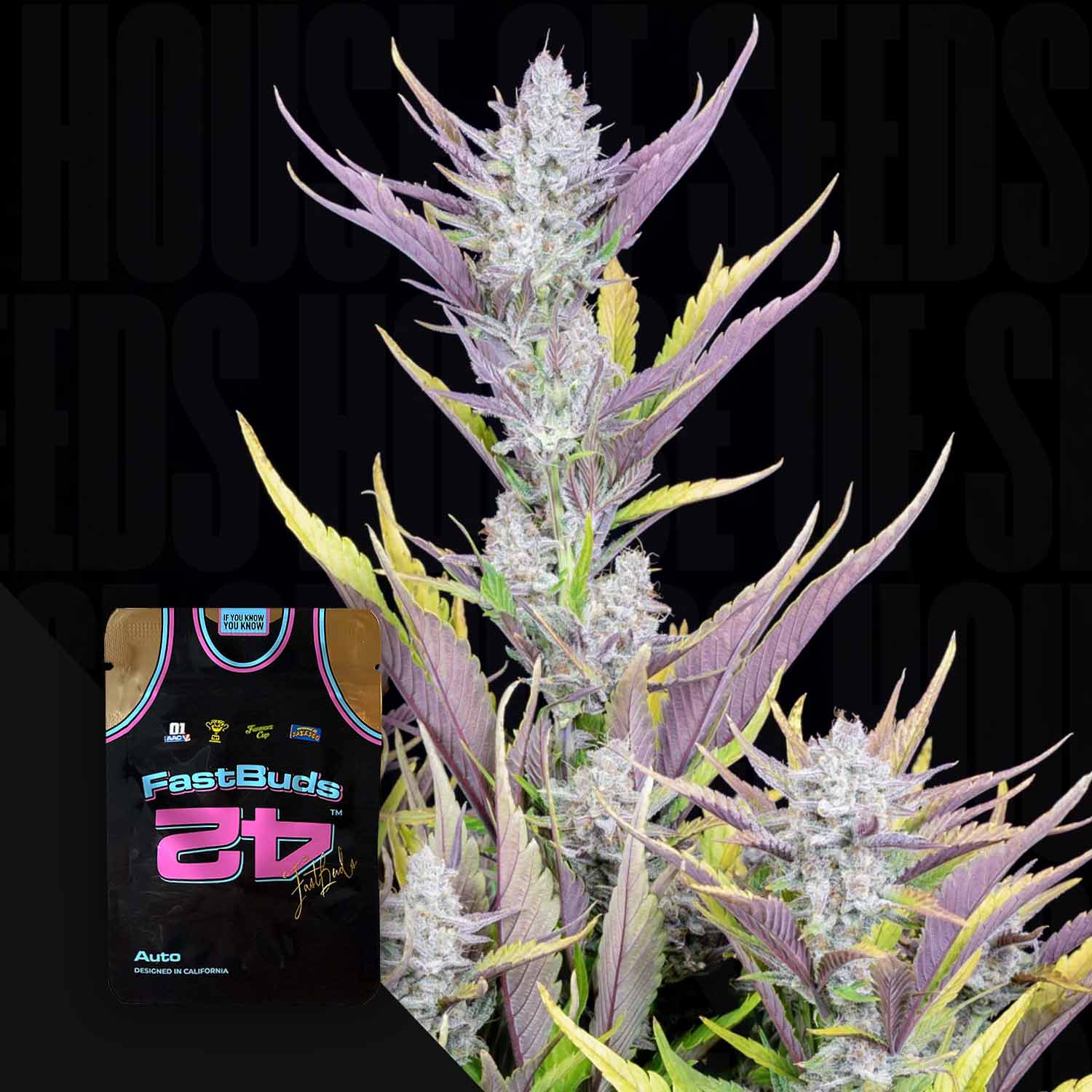 auto flower seeds from california 420 Fast Buds "Wedding Glue Auto"