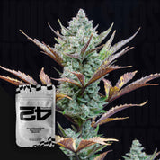 Wedding Glue Auto