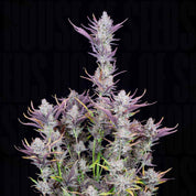 Wedding Glue Auto