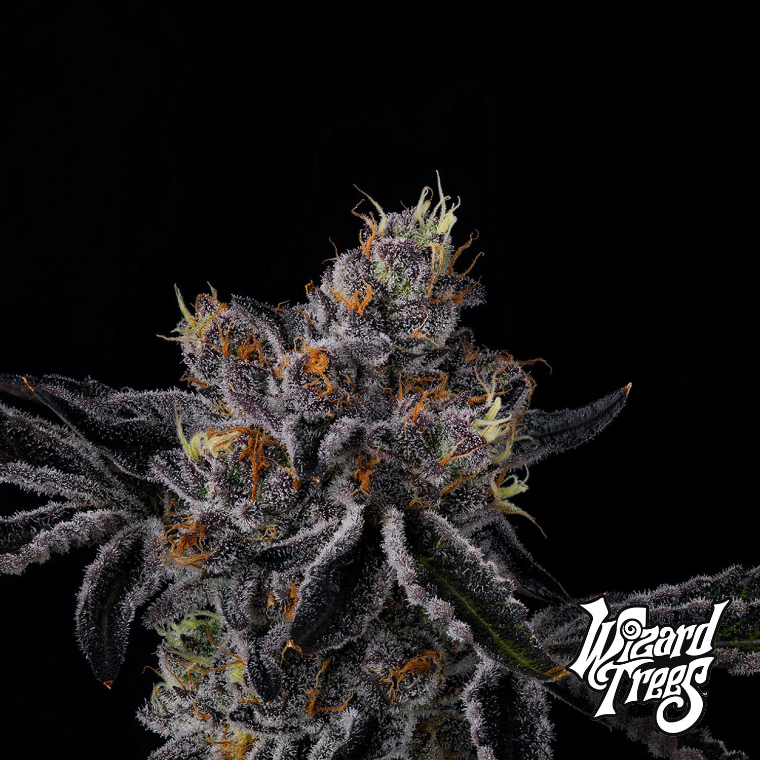 Blütenbild von Fiestaz - Wizard Trees - Cannabissamen