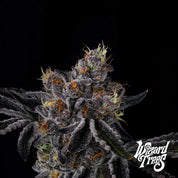 Blütenbild von Fiestaz - Wizard Trees - Cannabissamen