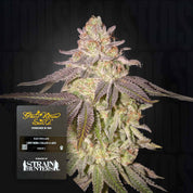 Eine Nahaufnahme von Black Toffee Auto-Cannabis mit violetten Reflexen neben dem Etikett der Sorte von Green House Seeds.