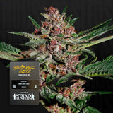 Bubba Kush