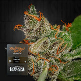 King's Kush