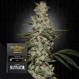 Super Silver Haze
